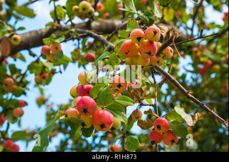 Europäische Wild Birne (Pyrus pyraster) am Baum, Bayern, Deutschland Stockfoto