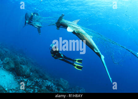 Diver vertritt die Toten Scalloped Hammerhai (Sphyrna lewini) und Galapagos shark (Carcharhinus galapagensis) in verwaiste Angeln Stockfoto