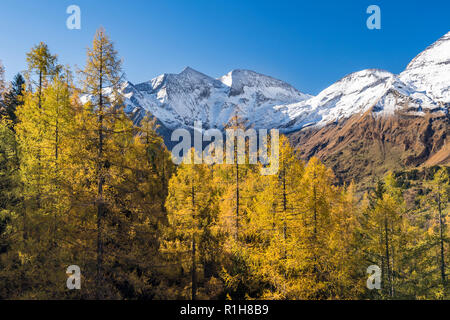 Die herbstlichen Lärchen vor schneebedeckten Berggipfeln, Großglockner Hochalpenstraße, Brennkogel, Nationalpark Hohe Tauern Stockfoto