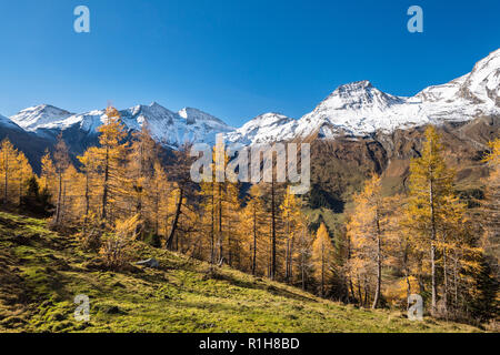 Die herbstlichen Lärchen vor schneebedeckten Berggipfeln, Großglockner Hochalpenstraße, Brennkogel, Hohe Dock Stockfoto