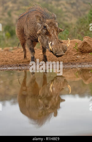 Gemeinsame Warzenschwein (Phacochoerus africanus) am Wasserloch, Wasser Reflexion, Kwazulu-Natal, Südafrika Stockfoto