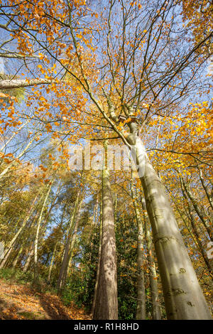 Low-Winkel, der froschperspektive der herbstlichen Baumkronen (Hochformat) in Großbritannien. Suchen bis zu Baumkronen von unten. Stockfoto