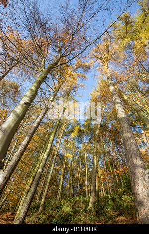 Low-Winkel, der froschperspektive der herbstlichen Baumkronen (Hochformat) in Großbritannien. Suchen bis zu Forest canopy & blauer Himmel von unten auf dem Boden. Stockfoto