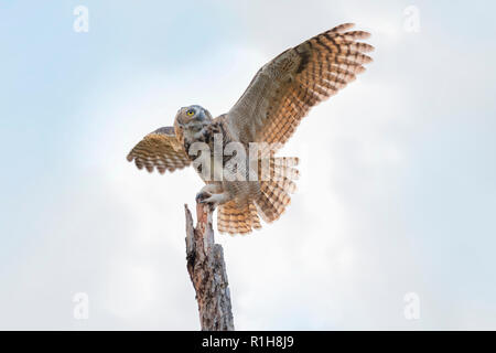Einen jugendlichen weiblichen Great Horned Owl, Bubo virginianus, Landung auf einem toten Baum in Oklahoma, USA. Stockfoto