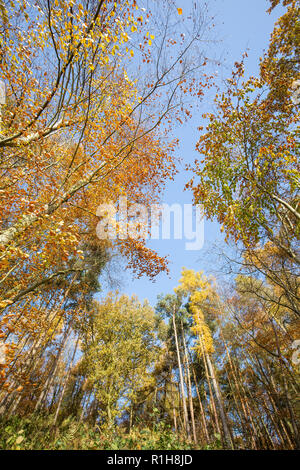 Low-Winkel, der froschperspektive der herbstlichen Baumkronen (Hochformat) in Großbritannien. Suchen bis zu Forest canopy & blauer Himmel von unten auf dem Boden. Stockfoto