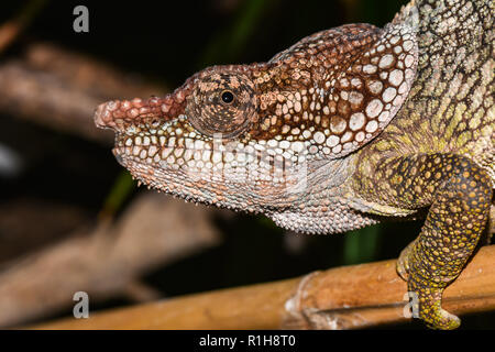 Kurze-horned Chameleon (Calumma brevicorne), Tier Portrait, Captive, männlich, Andasibe Nationalpark, Madagaskar Stockfoto