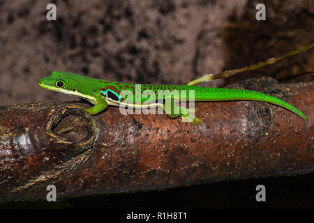 Peacock Eye Taggecko (Phelsuma quadriocellata quadriocellata), im Terrarium, männlich, Ranomafana Nationalpark, Madagaskar Stockfoto