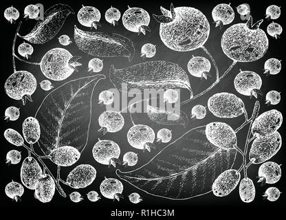 Beerenfrüchte, Illustration Hintergrund von Hand gezeichnete Skizze Grumichama Kirschen oder Eugenia Brasiliensis und Jambolan, Java Pflaume, schwarze Pflaume o Stock Vektor