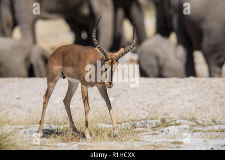 Schwarz konfrontiert Impala mit Elefanten im Hintergrund. Etosha National Park, Namibia Stockfoto