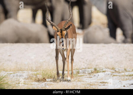 Schwarz konfrontiert Impala mit Elefanten im Hintergrund. Etosha National Park, Namibia Stockfoto