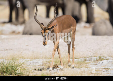 Schwarz konfrontiert Impala mit Elefanten im Hintergrund. Etosha National Park, Namibia Stockfoto