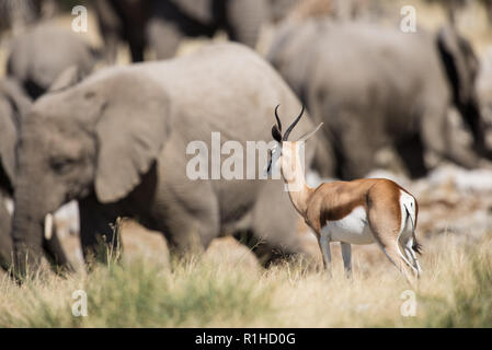 Schwarz konfrontiert Impala mit Elefanten im Hintergrund. Etosha National Park, Namibia Stockfoto