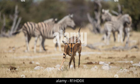 Schwarz konfrontiert Impala mit Zebras im Hintergrund. Etosha National Park, Namibia Stockfoto