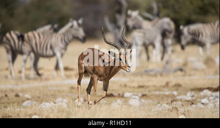 Schwarz konfrontiert Impala mit Zebras im Hintergrund. Etosha National Park, Namibia Stockfoto