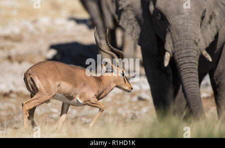 Schwarz konfrontiert Impala mit Elefanten im Hintergrund. Etosha National Park, Namibia Stockfoto