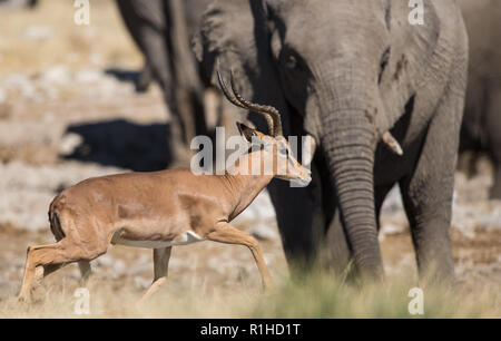 Schwarz konfrontiert Impala mit Elefanten im Hintergrund. Etosha National Park, Namibia Stockfoto