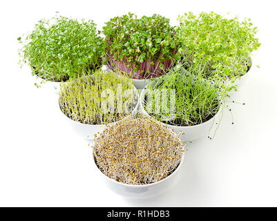 Dreieck der microgreens und Sprossen in weißen Schalen. Triebe von Luzerne, Chinakohl, Knoblauch, Kohl, Linsen und Radieschen in Topferde umsetzen. Stockfoto