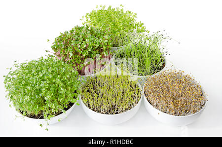 Microgreens und Sprossen Dreieck in weißen Schalen. Triebe von Luzerne, Chinakohl, Knoblauch, Kohl, Linsen und Radieschen in Topferde umsetzen. Grüns. Stockfoto