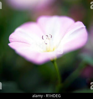 Eine Nahaufnahme von einem blassen rosa Geranien blühen. Stockfoto