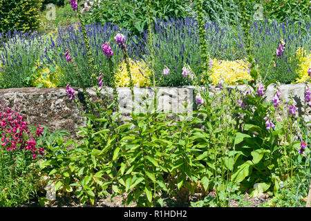 Blüte blau Lavendel, rosa Fingerhut, der von einer Steinmauer in bunten Garten, an einem sonnigen Sommertag. Stockfoto