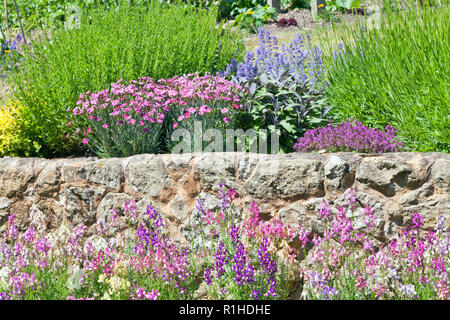 Rosa, Blau Blumen in voller Blüte, der von einer Steinmauer in steingartens, an einem sonnigen Sommertag. Stockfoto