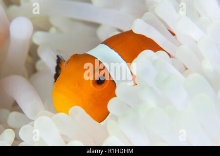 Ein falscher Clownfisch, Amphiprion ocellaris, kuschelt in seine gebleicht host Anemone. Dies ist ein klassisches Beispiel einer mutualistischen Symbiose. Stockfoto