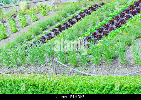 Reihen von organischen Kopfsalat, Ringelblume Blumen in einem Gemüsegarten, an einem sonnigen Sommertag. Stockfoto