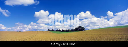 Cumulus Wolken über einem Weizenfeld in das fruchtbare Ackerland der ländlichen Hampshire, England. Stockfoto