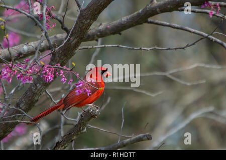 Ein rotes Männchen Kardinal sitzt unter den rosa-lila Blüten von einem redbud Baum zu Beginn des Frühlings Stockfoto