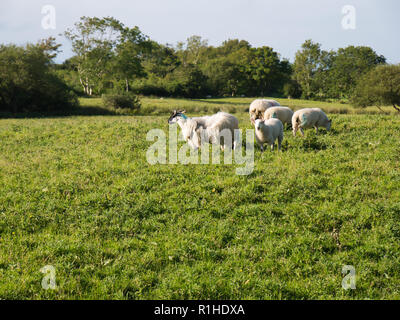 Eine kleine Herde von Schafen auf einer grünen Wiese vor einem Wald in Irland Stockfoto