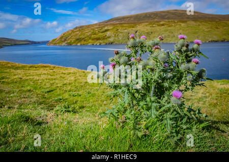 Schottland, Shetland Inseln, wunderschöne Aussicht auf Insel, traditionelle schottische Disteln Stockfoto