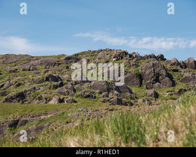 Zwei Schafe in der felsigen Landschaft am Healy Pass in Irland im Sonnenschein Stockfoto