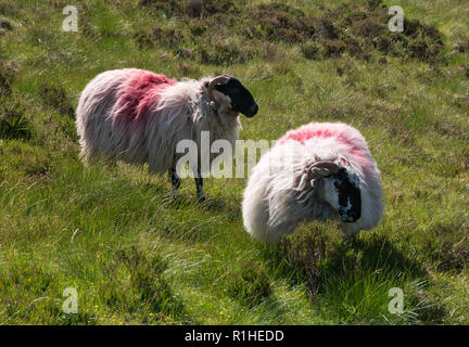 Zwei Schafe mit dickem Fell auf einer Wiese mit hohem Gras in Irland Stockfoto