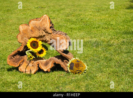 Einem hohlen Baumstamm in einer Wiese mit Sonnenblumen an einem sonnigen Tag eingerichtet Stockfoto