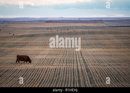 Prairie Landschaft mit einer Kuh grasen in der Farm Felder mit bedecktem Himmel. Stockfoto