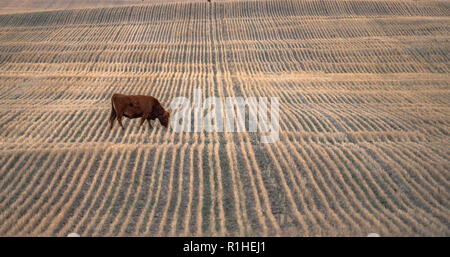 Prairie Landschaft mit einer Kuh grasen auf den Feldern mit vertikalen Muster. Stockfoto