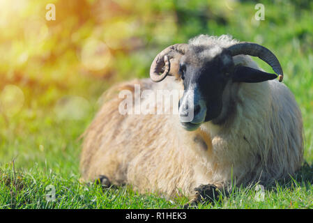 Schafe auf dem Gras in klaren Tageslicht Stockfoto