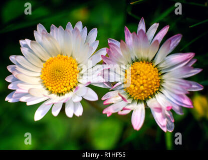 Zwei weiße Margeriten in der Liebe, auf grünem Hintergrund. Stockfoto