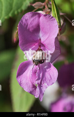 Honigbiene (Apis mellifera), die aus einem Himalayan Basam (Impatiens glandulifera) Blüte Stockfoto