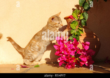 Junge Katze, 10 Wochen alt, rot gestromt, plaing mit Blumen Stockfoto