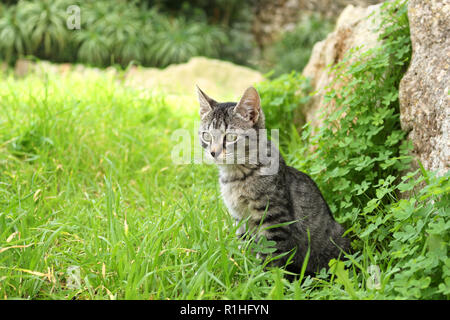 Junge Katze, 3 Monate alt, schwarz gestromt, im Gras sitzen Stockfoto