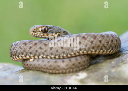 Montpellier snake darstellen (Jugendlicher) Stockfoto