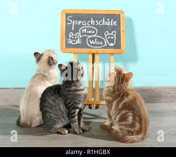 3 Kätzchen, 10 Wochen alt, Seal Tabby Point, schwarz gestromt, rot gestromt, dem Verwaltungsrat einer Schule Stockfoto