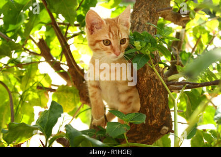 Junge Hauskatze, 3 Monate alt, Ingwer, sitzen auf dem Baum Stockfoto