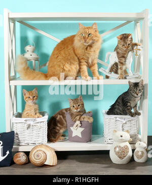 Vier Kätzchen und einer erwachsenen Katze sitzt in einem Regal Stockfoto