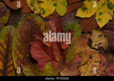 Wunderbare Mischung aus Schuppen Britischen herbstliches Laub- Blätter mit den Farben gelb, grün, orange, Acer, Buchen, Kastanien, Haselnuss, Prunus, Liriodendron Stockfoto