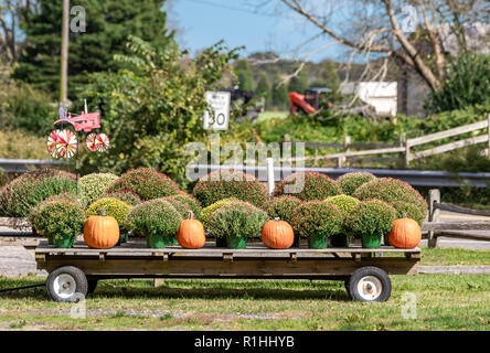 Wagen mit Kürbissen und Mamas in East Hampton, New York Stockfoto