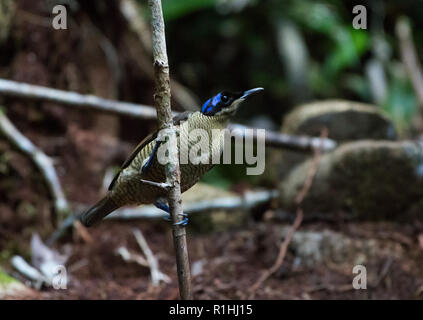 Eine weibliche Wilson Bird Of Paradise (Diphyllodes respublica). Insel Waigeo, Raja Ampat, Indonesien Stockfoto