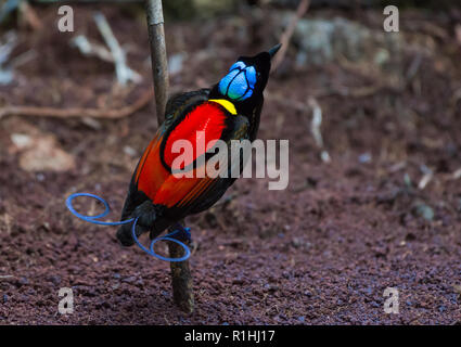 Eine männliche Wilson Bird Of Paradise (Diphyllodes respublica) in der balz an seinem Lek. Insel Waigeo, Raja Ampat, Indonesien Stockfoto