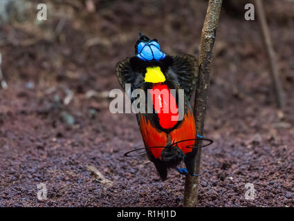 Eine männliche Wilson Bird Of Paradise (Diphyllodes respublica) in der balz an seinem Lek. Insel Waigeo, Raja Ampat, Indonesien Stockfoto